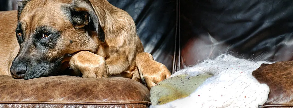 Getting Rid Old Sofa Free