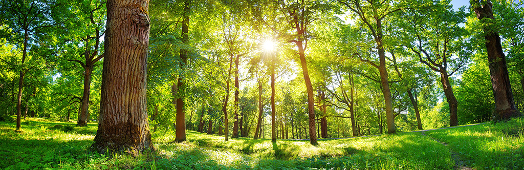 Environmental Policy